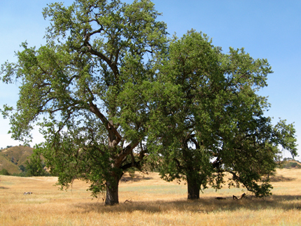 valley oak