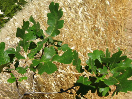 valley oak leaves