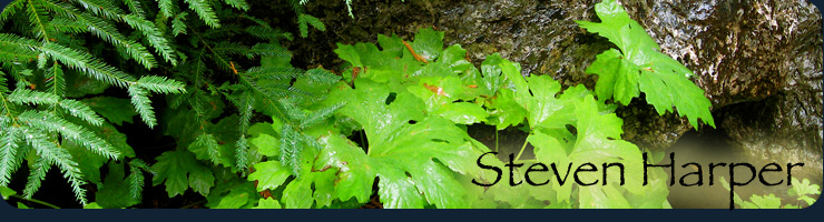 Steven Harper, image of Big Sur foliage