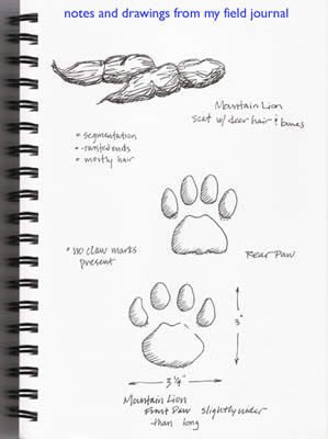 mountain lion journal