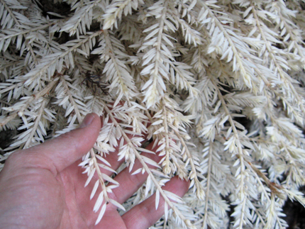 Albino Redwood needles and branches