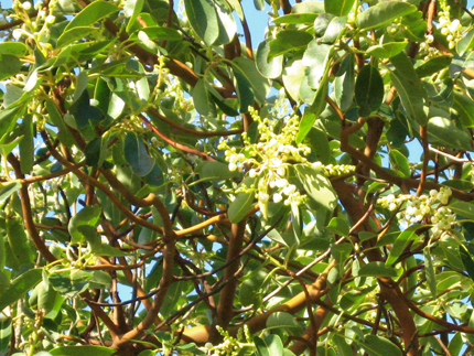 madrone flowers and leaves